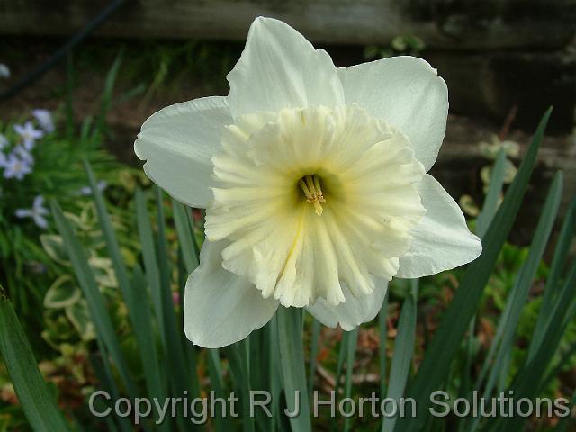 Daffodil White